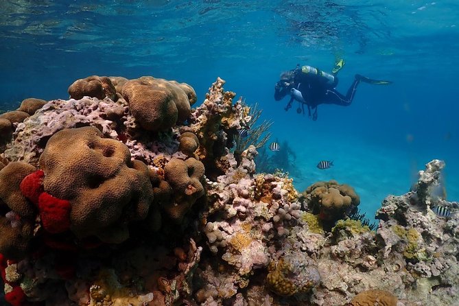 Culebra Snorkeling and beach Day Experience by boat - Snorkeling Culebra’s first reef