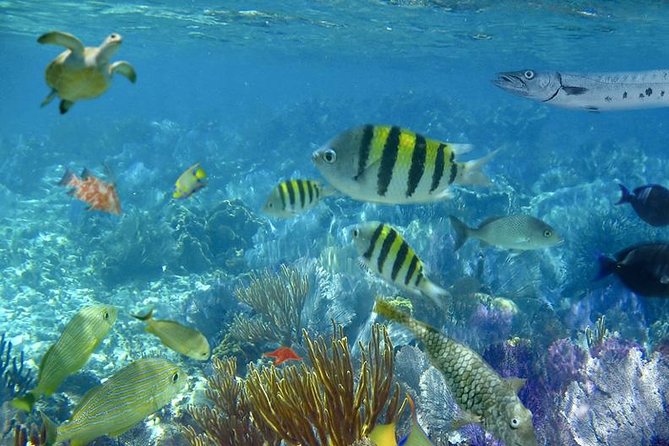 Culebra Snorkeling Tour by Catamaran from Fajardo - Who should book this excursion
