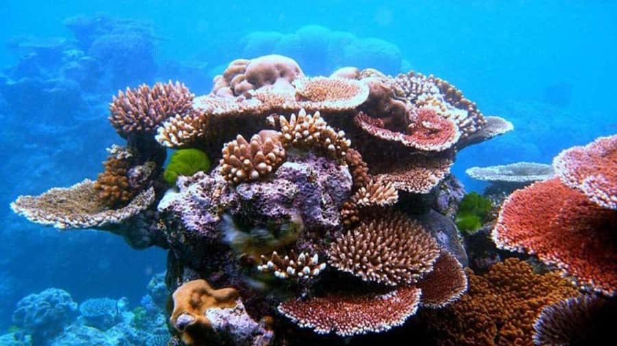 Da Nang/Hoi An:Explore Cham Island and Snorkeling tour 1 Day - Cham Island packs culture and sea time into one day