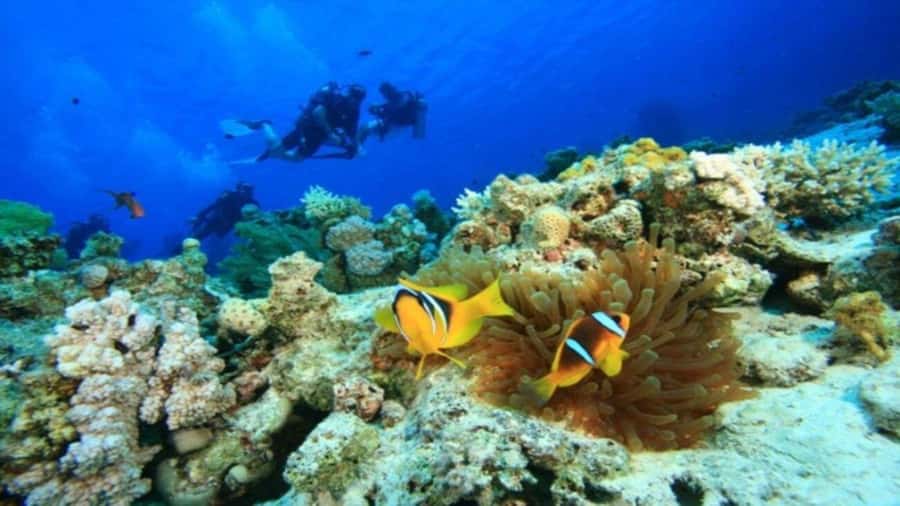 Da Nang/Hoi An:Explore Cham Island and Snorkeling tour 1 Day - Bai Lang reveals the island beyond its beaches