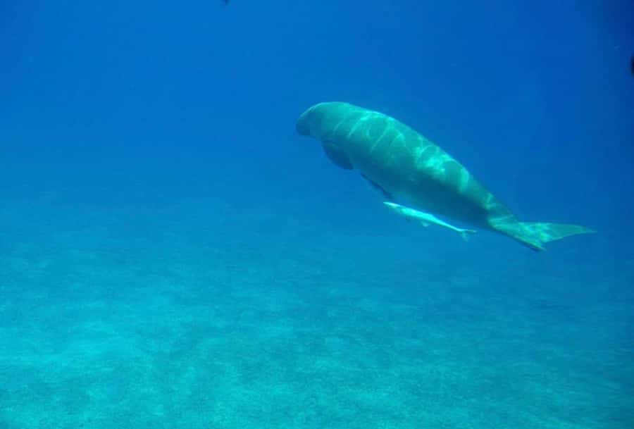 Dahab: luxury Snorkeling cruise with buffet lunch - Lunch on board: filling, but not a luxury spread