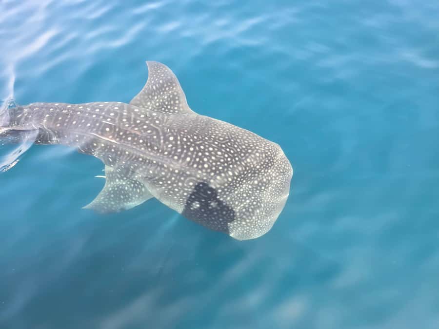 Daymaniyat Island: Snorkelling Tour with Tasty Lunch - Why Daymaniyat makes a strong half-day outing