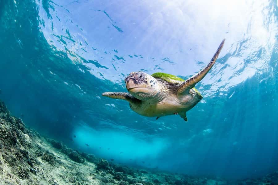 Daymaniyat Island: Snorkelling Tour with Tasty Lunch - First stop: turtles, coral, and clear water