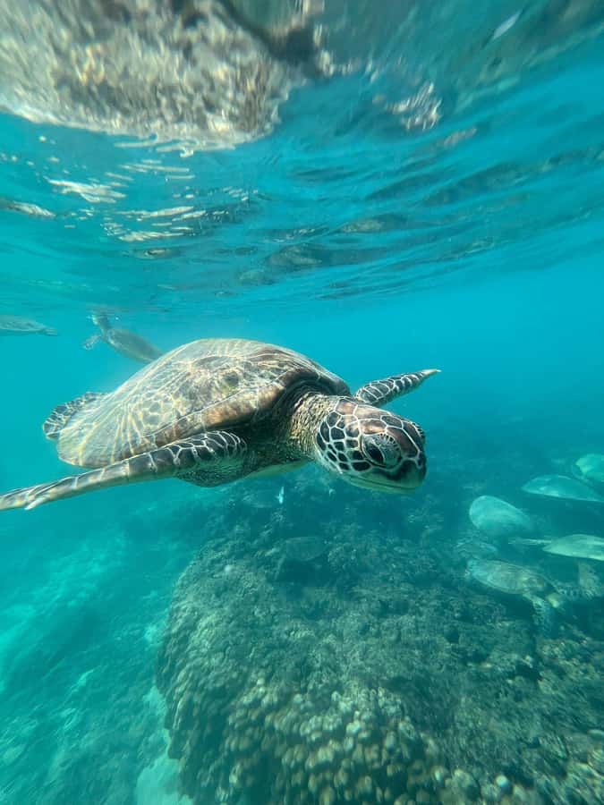 Daymaniyat Island: Snorkelling Tour with Tasty Lunch - Meeting at Seeb Marina at 8:15am