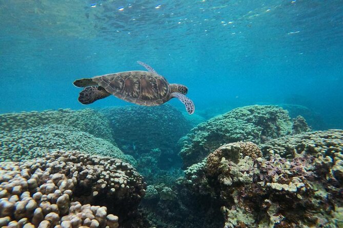 Daymaniyat Islands Snorkeling Sharing Trip - Why the Daymaniyat Islands trip is worth considering