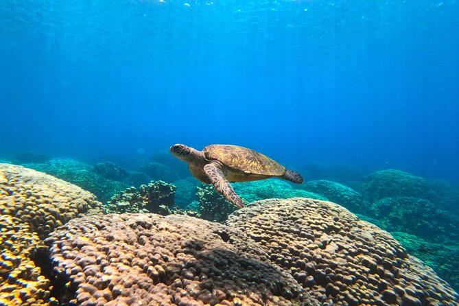 Daymaniyat Islands Snorkeling Sharing Trip - Meeting at Al Mouj Marina at 8 a.m.