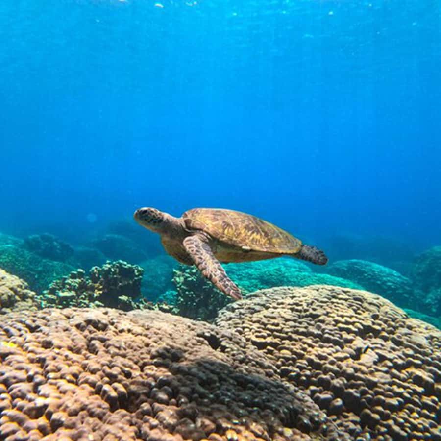 Daymaniyat Islands Snorkeling with Picnic Lunch - What the snorkeling is really like