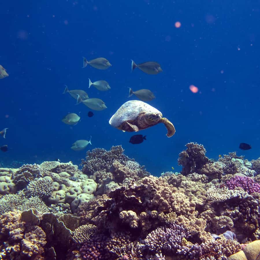 Daymaniyat Islands Snorkeling with Picnic Lunch - Jabal Kabeer, Coral Garden, and Turtle Bay