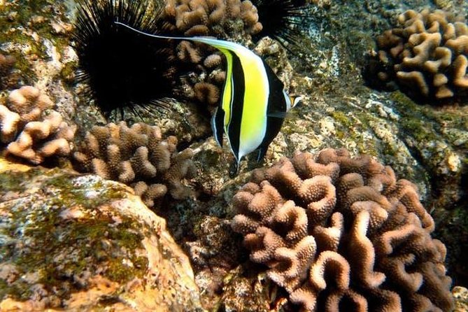 Deluxe Morning Snorkeling Adventure - Dolphins, whales, turtles, and reef life