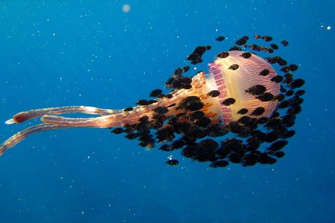 Deluxe Morning Snorkeling Adventure - Equipment and help for first-time snorkelers
