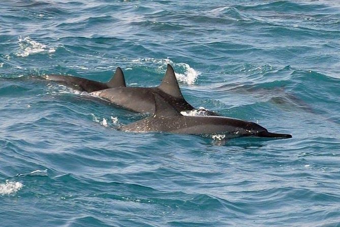 Deluxe Snorkel & Dolphin Watch Aboard a Luxury Catamaran from Kailua-Kona - Why families tend to get the most from this cruise