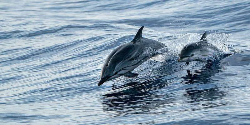 Destin: Snorkeling Cruise with 2 Stops and Dolphin Watching - Safety, guides, and the family factor