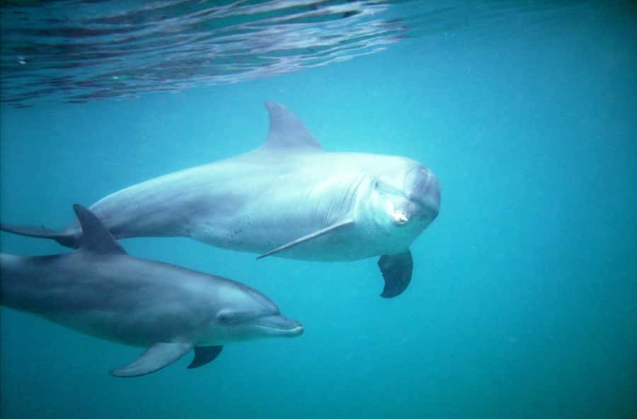 Diani Beach: Kisite Marine Park Dhow & Snorkeling with Lunch - From Diani Beach to Shimoni’s fishing coast
