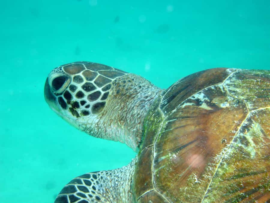 Diani Beach: Kisite Marine Park Dhow & Snorkeling with Lunch - What the $135 price really covers