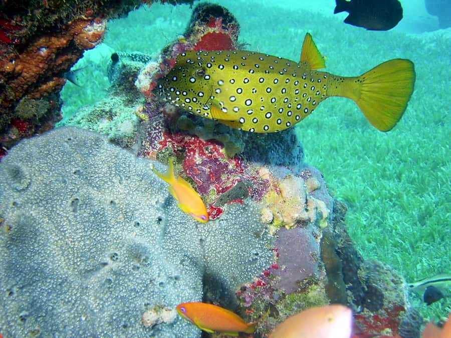 Diani Beach: Kisite Marine Park Dhow & Snorkeling with Lunch - Who will enjoy this day most
