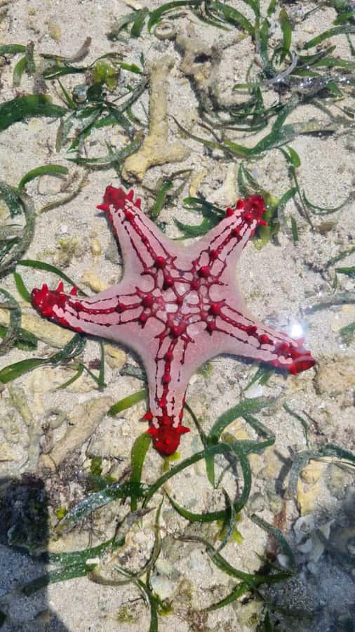 Diani: Snorkeling and Swimming at African Pool in Tiwi Beach - Should you book the African Pool tour?