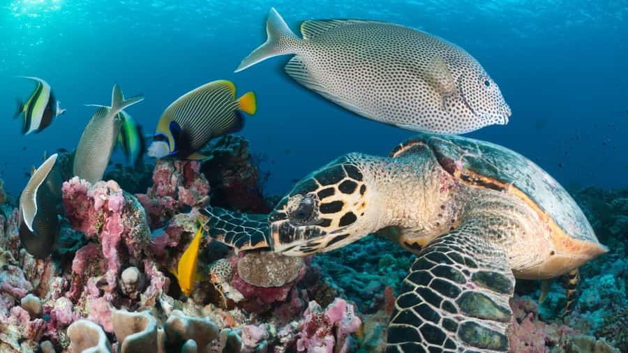 Discover Tumbatu Island: Private Snorkeling Adventure - Do not assume you will step onto Tumbatu