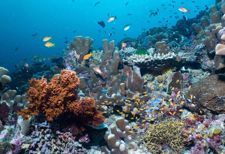 Discover Tumbatu Island: Private Snorkeling Adventure - Guide service and communication