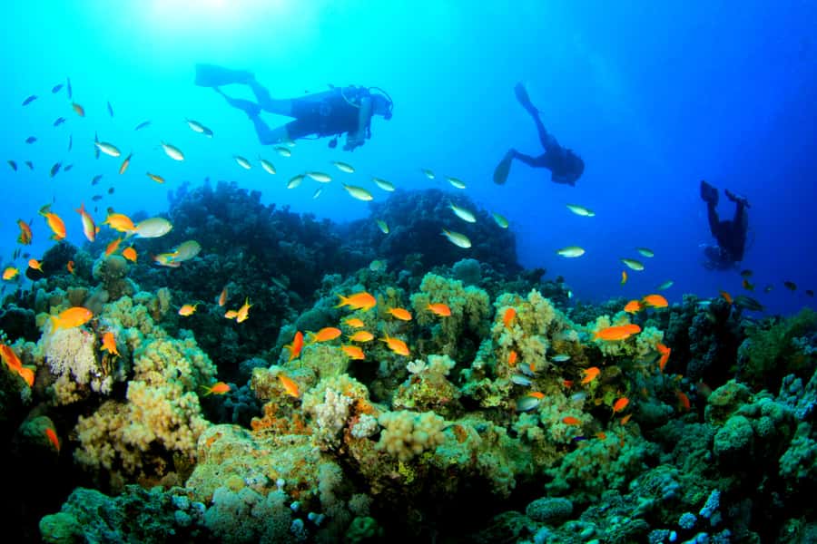 Discover Tumbatu Island: Private Snorkeling Adventure - Who will enjoy this trip most