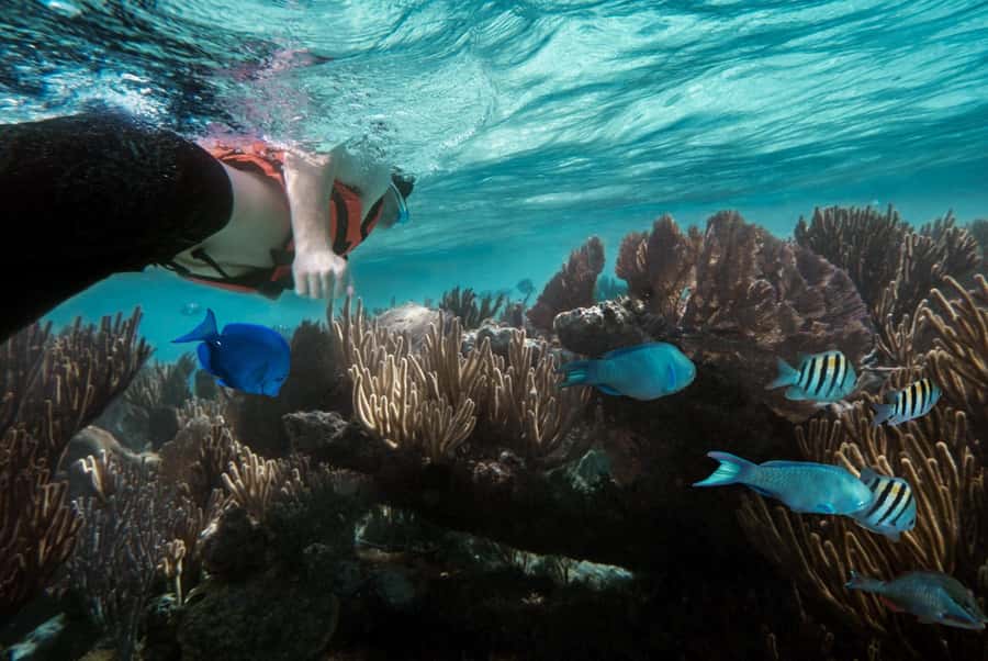 Discover Tumbatu Island: Private Snorkeling Adventure - What actually happens near Tumbatu Island