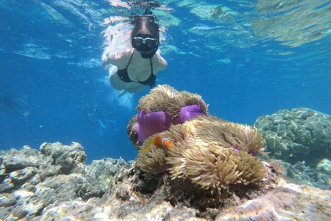 Diving And Snorkeling To Ras Mohamed And White Island By VIP Boat - White Island, a sandbar in the sea