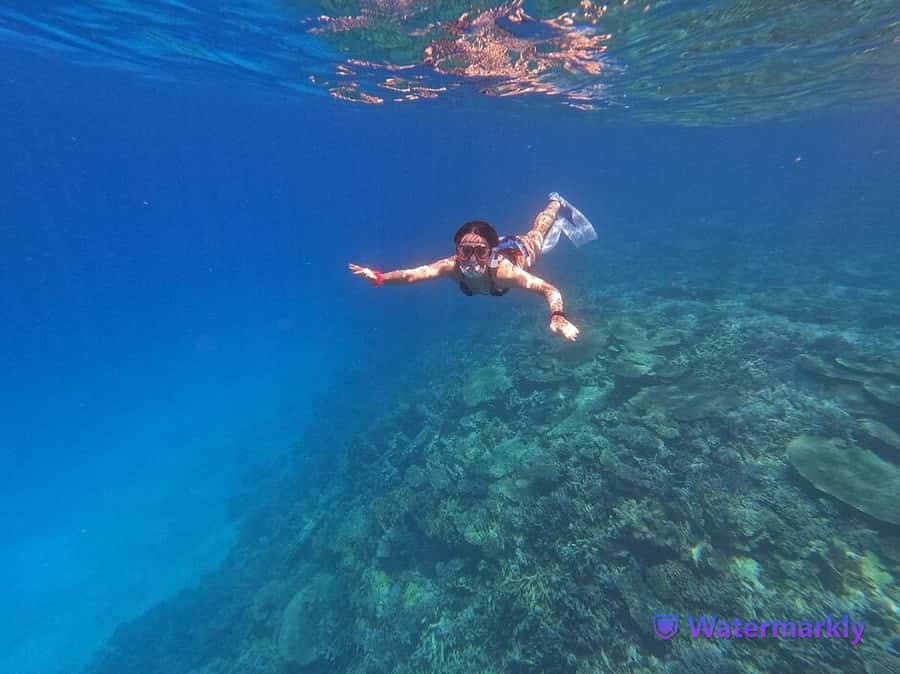 Dolphin house snorkeling trip - Key points at a glance