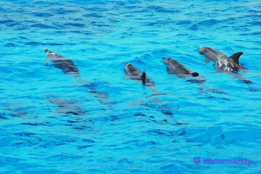 Dolphin house snorkeling trip - Snorkeling over Red Sea coral reefs