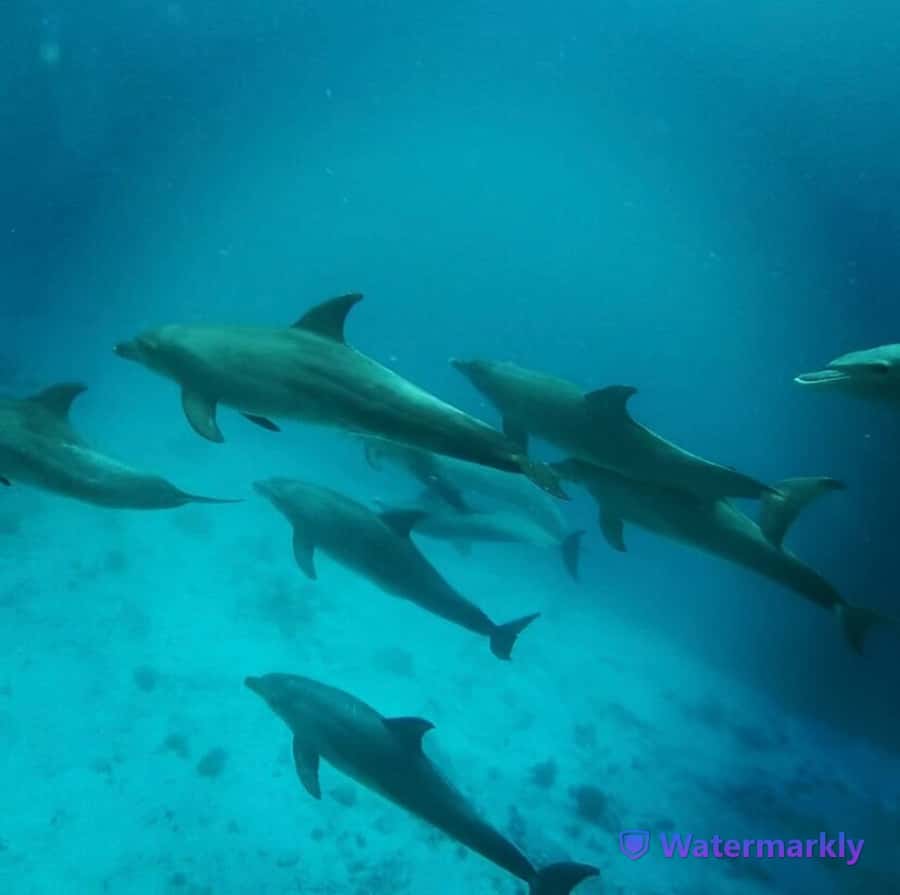 Dolphin house snorkeling trip - Who will enjoy this trip most?