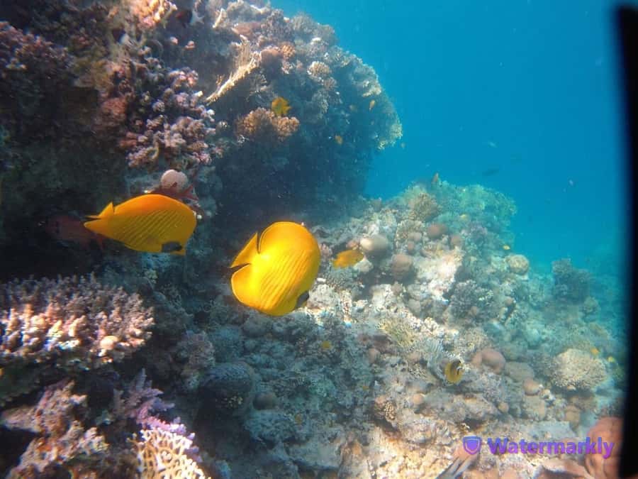 Dolphin house snorkeling trip - Practical details that make the day easier