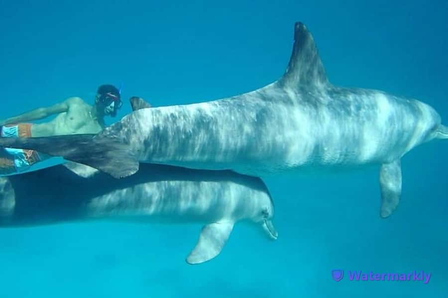 Dolphin house snorkeling trip - Looking for dolphins at Dolphin House