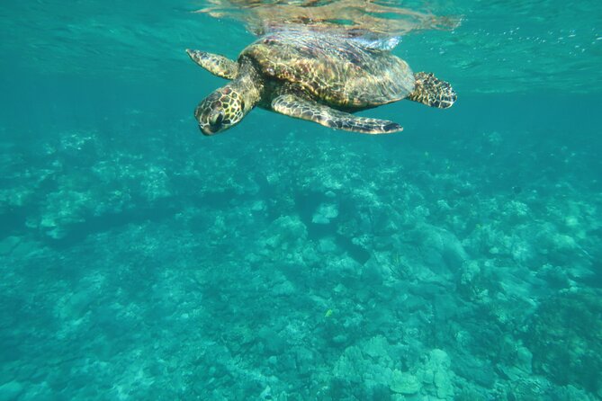 Dolphin, Sea Cave, Captain Cook, Kealakekua Bay Reef Snorkeling - Is $89 a fair price?