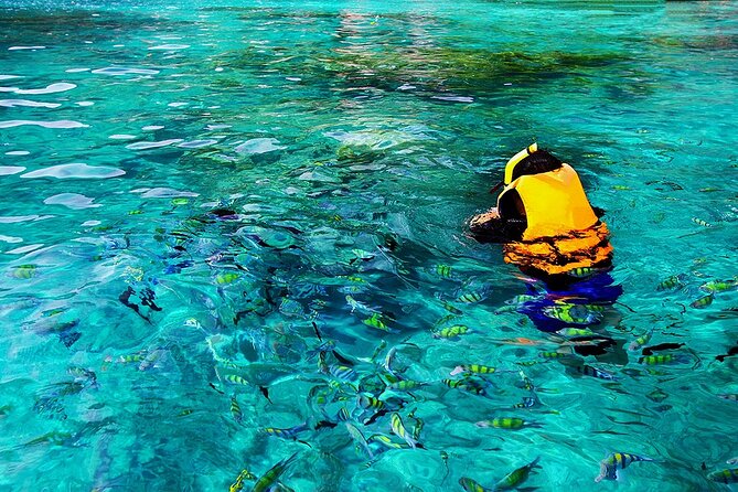 Dolphin, Sea Cave, Captain Cook, Kealakekua Bay Reef Snorkeling - Who should book this Kona snorkel trip?