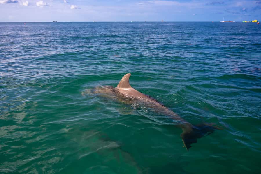 Dolphin & Snorkeling Key West - A small boat changes the Key West experience