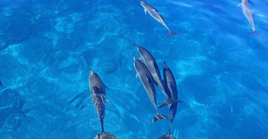 Dolphin Watch Snorkel and BBQ in Kona, Big Island - Who should book this Kona outing?