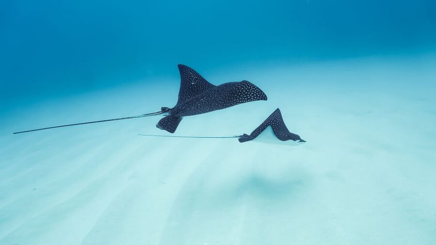 Dolphin Watch Snorkel and BBQ in Kona, Big Island - How the $150 price measures up