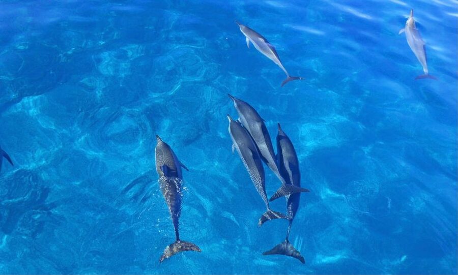 Dolphin Watch Snorkel and BBQ in Kona, Big Island - Crew service and what to expect