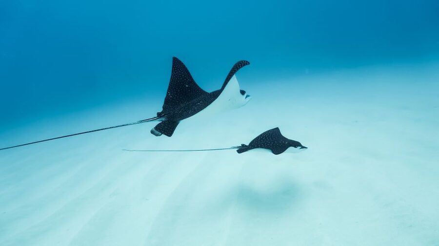 Dolphin Watch Snorkel and BBQ in Kona, Big Island - The Kona Coast wildlife watch