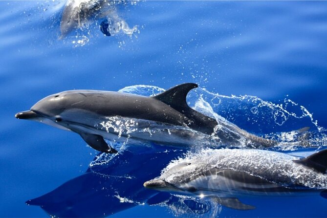 Dolphin Watching Mini Cruise and Snorkeling from Lanzarote - Setting out from Puerto del Carmen at noon