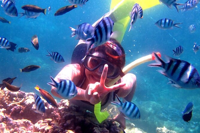 Dolphin Watching Tour, Swimming with Dolphins and Snorkeling - The early drive from Ubud to Lovina