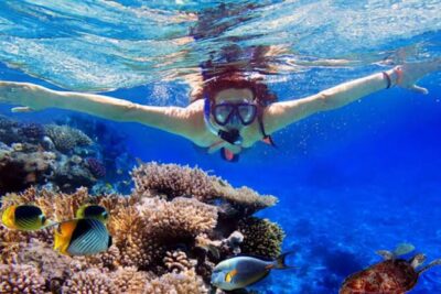 Dolphin Watching Tour, Swimming with Dolphins and Snorkeling
