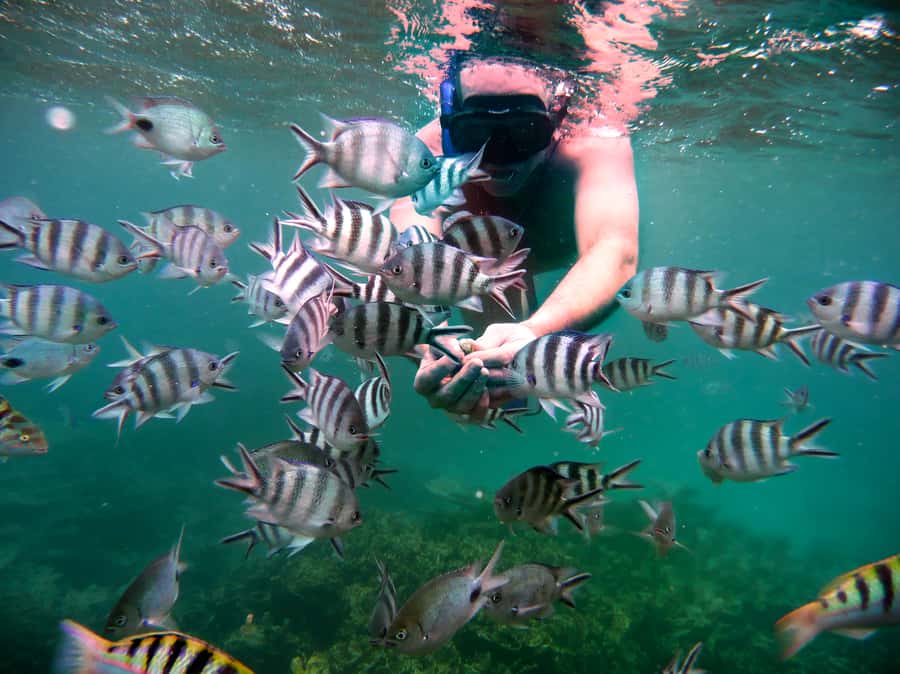 Dolphins: Private, Snorkel, CrystalRock, ileoBenitiers,lunch - Crystal Rock from the Water