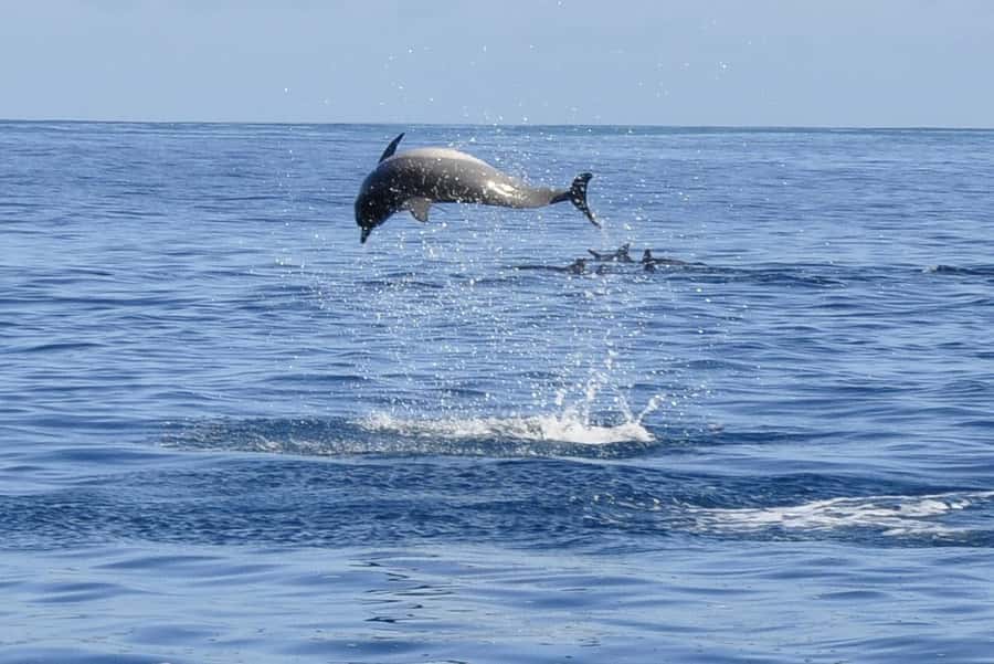Dolphins: Private, Snorkel, CrystalRock, ileoBenitiers,lunch - BBQ Lunch on Ile aux Benitiers