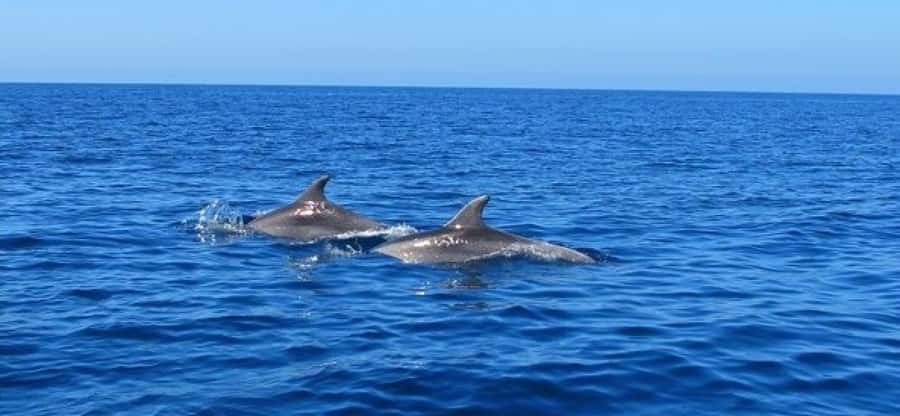 Dolphins: Private, Snorkel, CrystalRock, ileoBenitiers,lunch - Cancellation and Booking Flexibility
