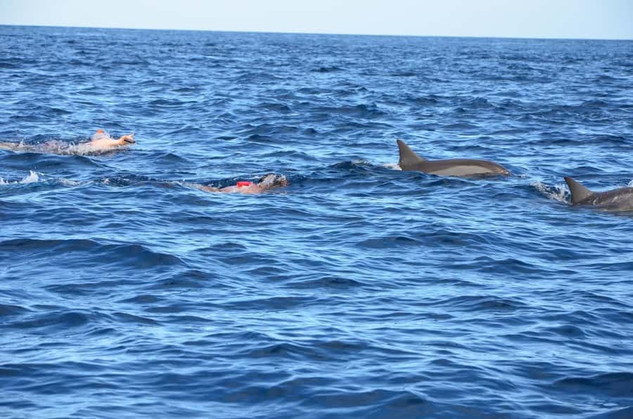 Dolphins: Private, Snorkel, CrystalRock, ileoBenitiers,lunch - Meeting the Boat at Tamarin or La Preneuse