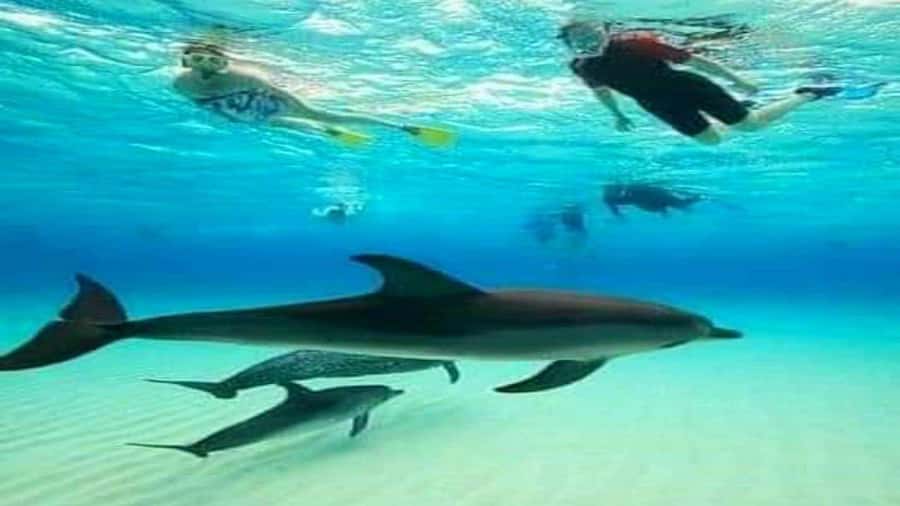 Dolphins & Snorkeling Zanzibar: Mnemba Island Tour - Key points to know before booking