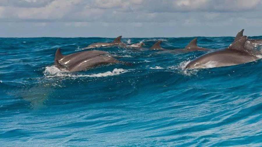 Dolphins & Snorkeling Zanzibar: Mnemba Island Tour - Reaching Mnemba from Zanzibar’s northeast coast