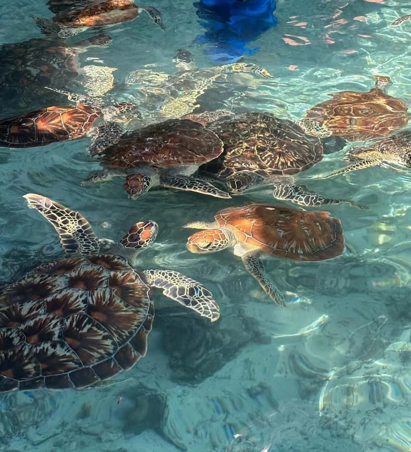 Dolphins tour + mnemba island snorkeling + salaam turles - White sand, photographs, and a pause near Mnemba
