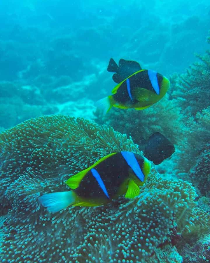 Dolphins tour + mnemba island snorkeling + salaam turles - Salaam Cave Aquarium and its sea turtles