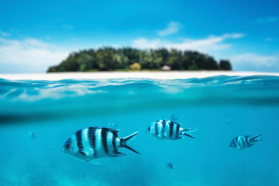 Dolphins tour + mnemba island snorkeling + salaam turles - Who will get the most from this day