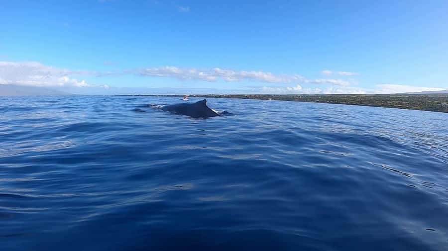 Dolphins & Whales, Private Tour Snorkeling - Key points for deciding